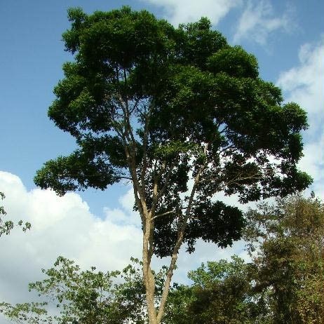 aroeira