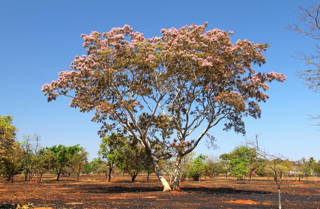 sucupira branca